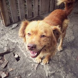 Close-up of dog