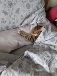 Cat sleeping on bed