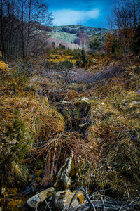 View of plants in forest