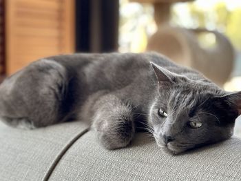 Close-up of a cat resting