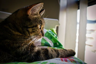 Close-up of cat sleeping at home
