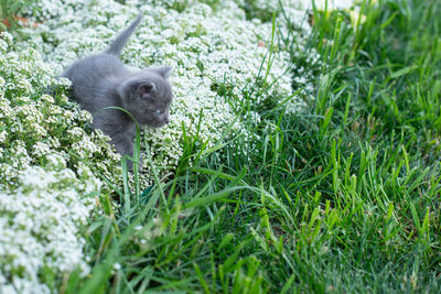 Little gray kitten of one month old in the garden. cat and green grass and flowers alissum.