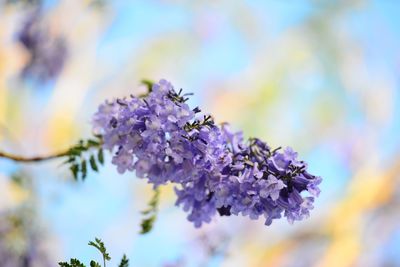 Close-up of purple flowering plant