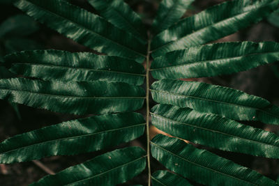 Full frame shot of succulent plant