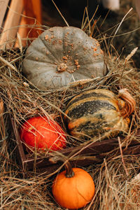 Fresh orange pumpkins lying in the hay. autumn decoration. halloween and thanksgiving.