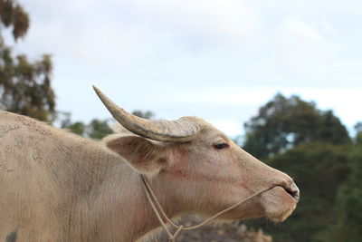 Close-up of cow on tree against sky