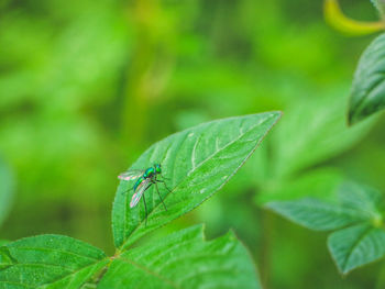 Close-up of damselfly on plant