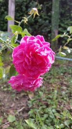 Close-up of pink rose blooming outdoors