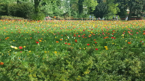 Scenic view of flowering plants on land