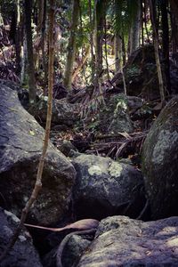 View of trees in forest