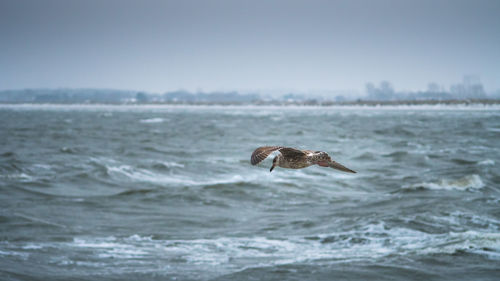 Bird flying over sea