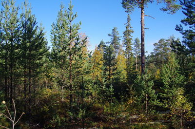 Plants and trees in forest against sky