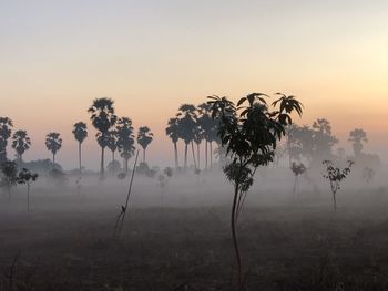 Palm trees on field against sky during sunset