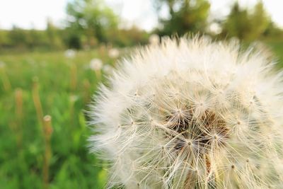 Close-up of dandelion on field