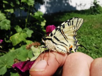 Close-up of butterfly on hand