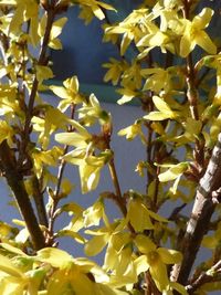 Close-up of yellow flowers on tree