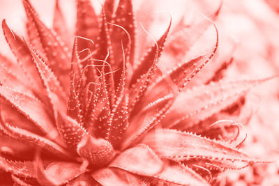 Full frame shot of pink rose flower