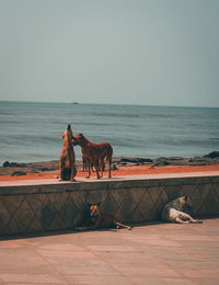 Horse standing in sea against clear sky