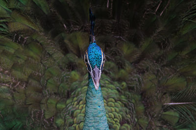 Close-up of peacock