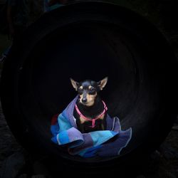 High angle portrait of dog sitting in sunglasses