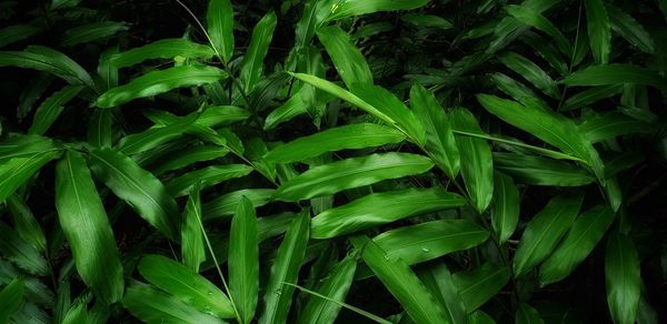 Full frame shot of green leaves