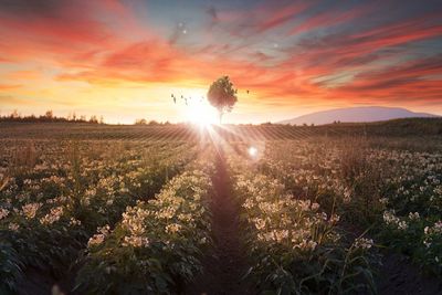 Silhouette plants on field against sky during sunset