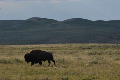 View of a horse on field
