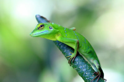 Close-up of green leaf