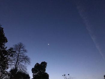 Low angle view of trees against clear sky at night