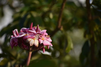 Close-up of pink flower blooming outdoors