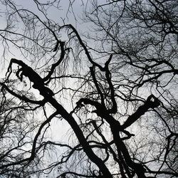 Low angle view of silhouette birds perching on bare tree