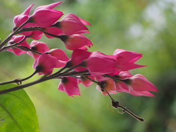 Close-up of pink flowering plant