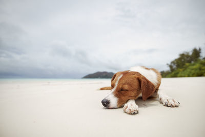 Cute dog sleeping on beautiful white sand beach against sea.