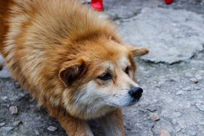 High angle view of dog looking away