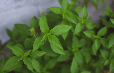 Close-up of leaves