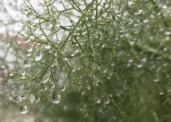 Close-up of wet plant during rainy season