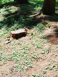 Graffiti on tree trunk in forest