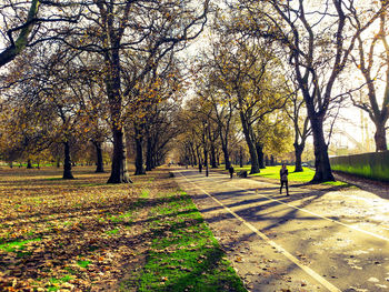 Trees in park