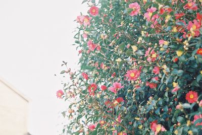 Low angle view of red flowers