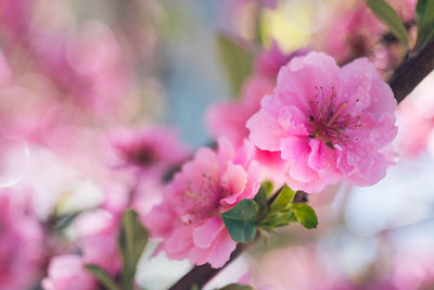 Close-up of pink cherry blossom