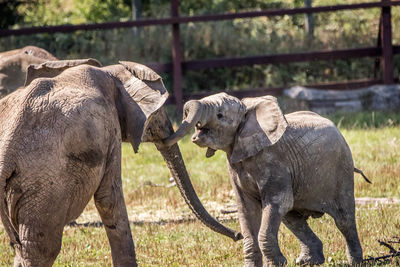 View of elephant in zoo