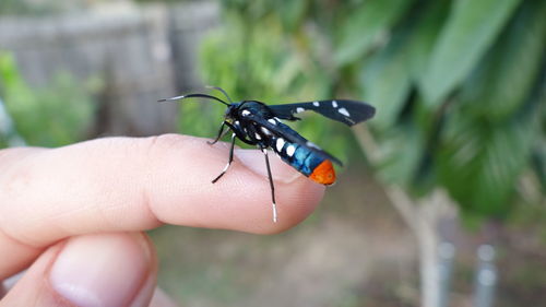 Close-up of insect on hand