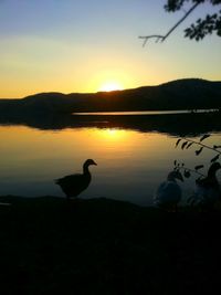 Silhouette birds on lake against sky during sunset