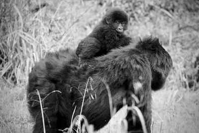 Monkeys in a field