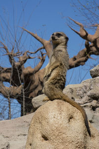 View of suricate on rock