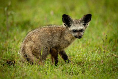 Bat-eared fox crouches on grass looking right