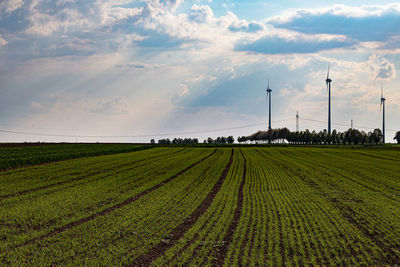 Scenic view of agricultural field against sky