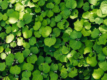 Beautiful green nature background of leaf patron from puerto rico ground forest