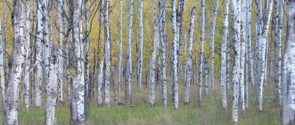 Full frame shot of trees