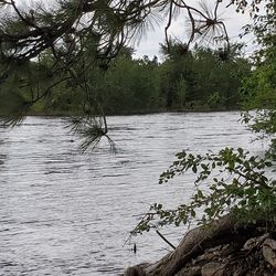 Scenic view of lake in forest